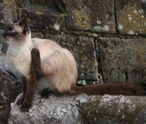 Häufiges Kratzen, sowie trockene, schuppige Haut oder ein stumpfes Fell können Anzeichen von Zinkmangel bei Katzen sein.