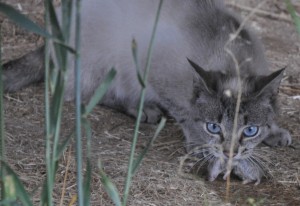 Kleine Beutetiere versorgen die Katze mit allem was sie zum täglichen Leben braucht.