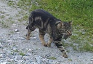 Wohnungskatzen fehlt die "tägliche Maus", was langfristig zu Mangelernährung z.B. durch fehlendes Taurin führen kann.