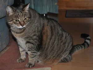 Viele Katzen kämpfen mit Übergewicht und Stoffwechselproblemen.